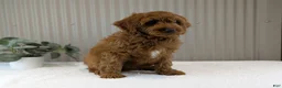 Cavapoo dogs for sale: Zack  - Ad 7