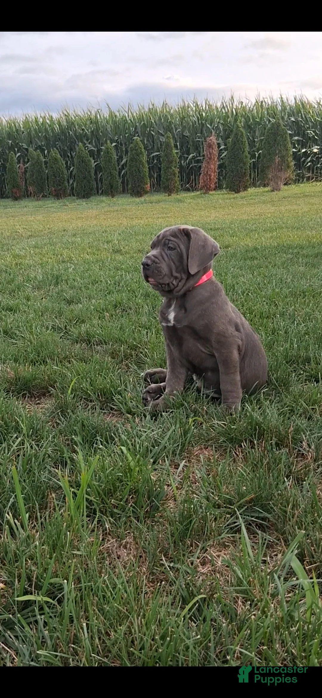 Cane Corso dogs for sale: Calla - Ad 1