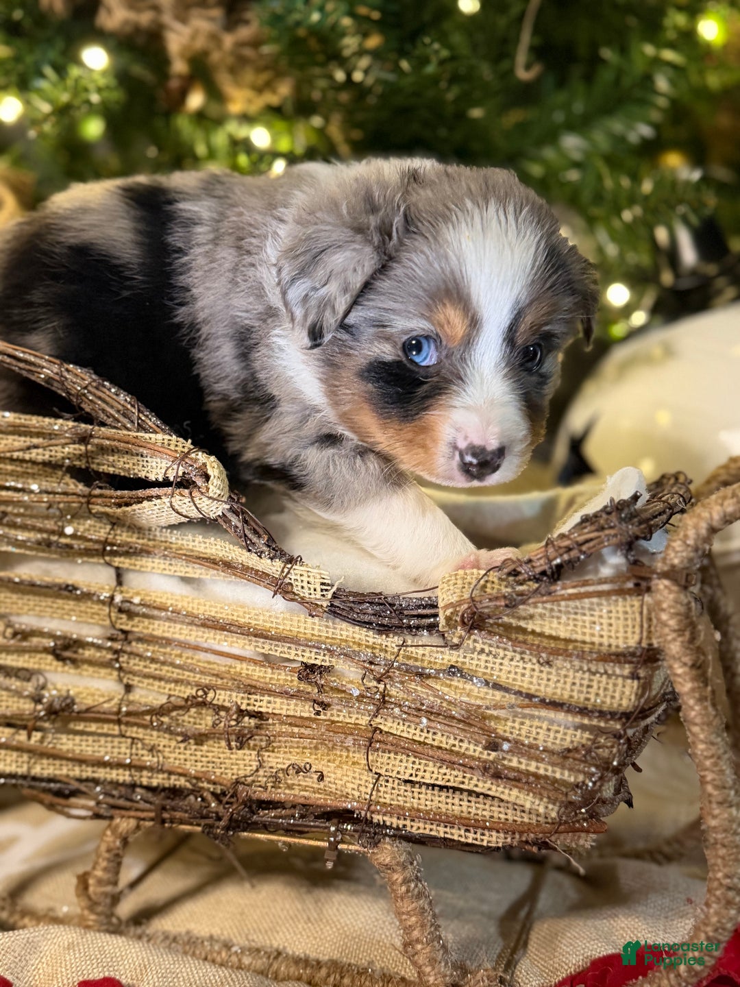 Miniature Australian Shepherd dogs for sale: GREEN - Ad 8