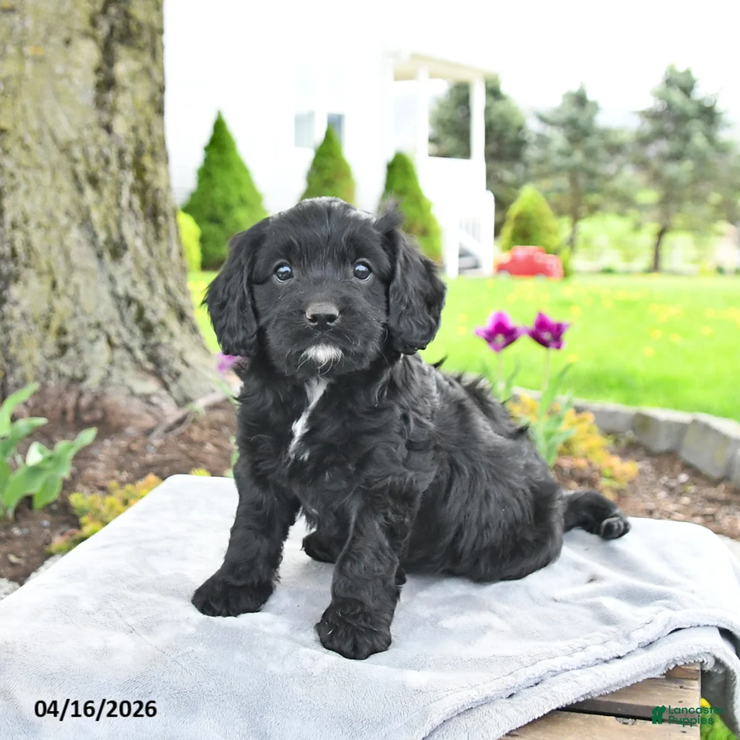Cavapoo dogs for sale: Merlin - Ad 1