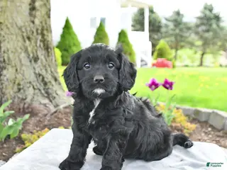 Cavapoo dogs for sale: Merlin - Ad 4