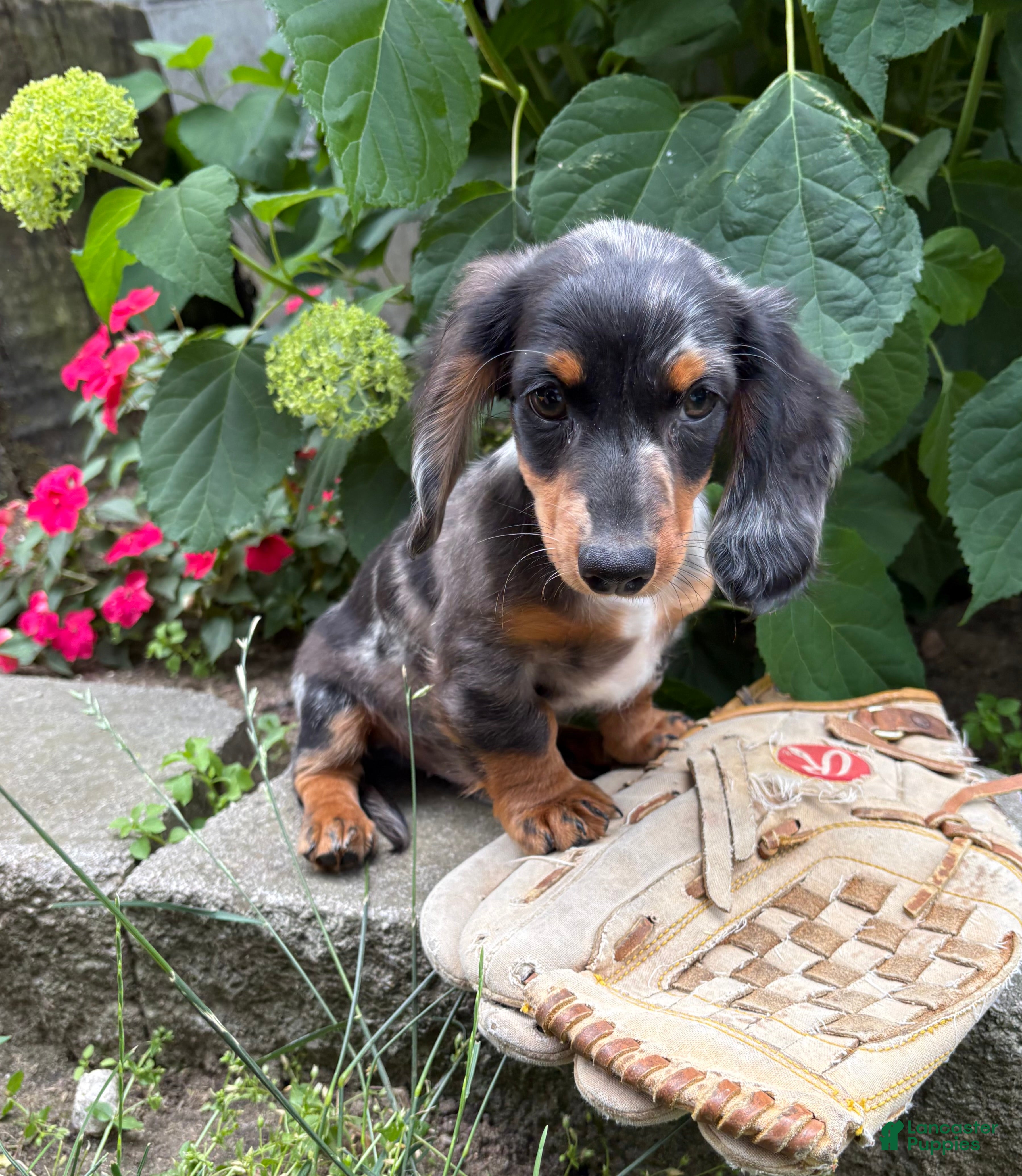 Dachshund dogs Ace - Ad 2
