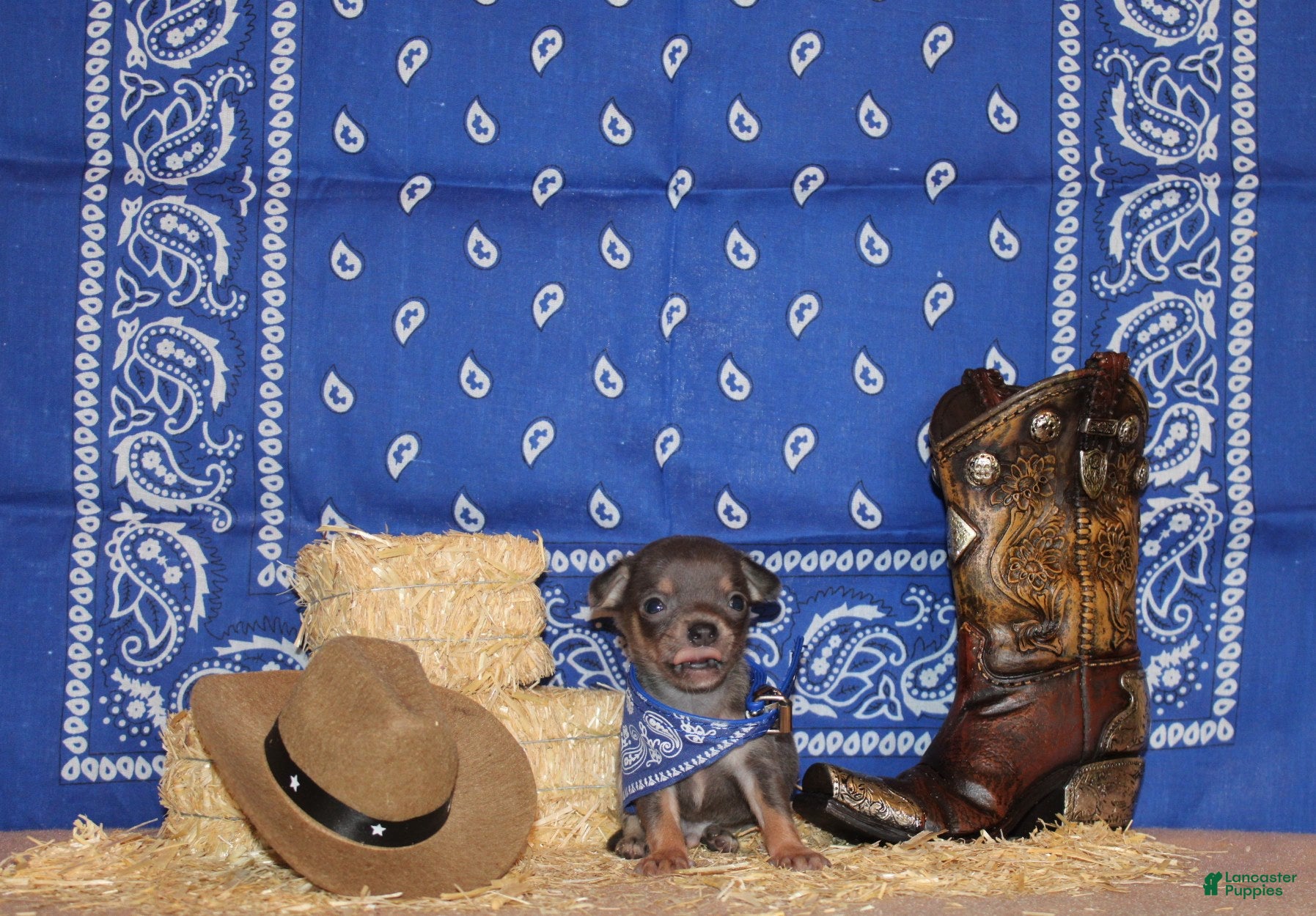 Chihuahua dogs Zaire - Ad 10