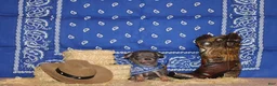 Chihuahua dogs for sale: Zaire - Ad 1