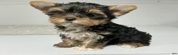 Yorkshire Terrier dogs for sale: Remi - Ad 4