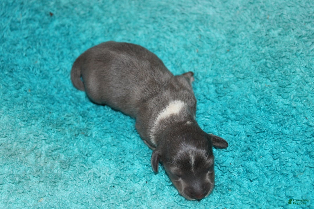 Miniature Dachshund dogs for sale: Belle Mini - Ad 10