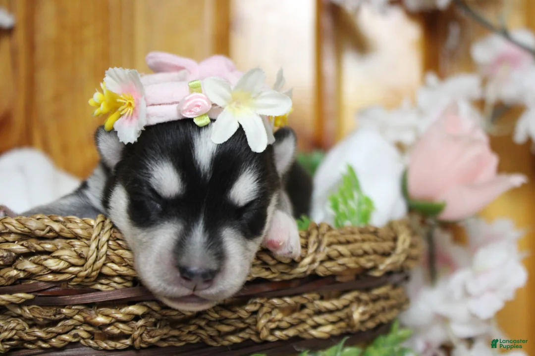 Siberian Husky dogs for sale: Kira  - Ad 2