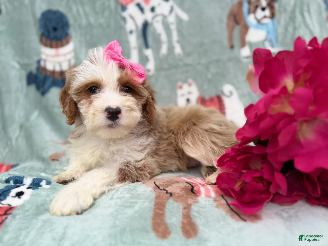 Cockapoo dogs for sale: Annie - Ad 2