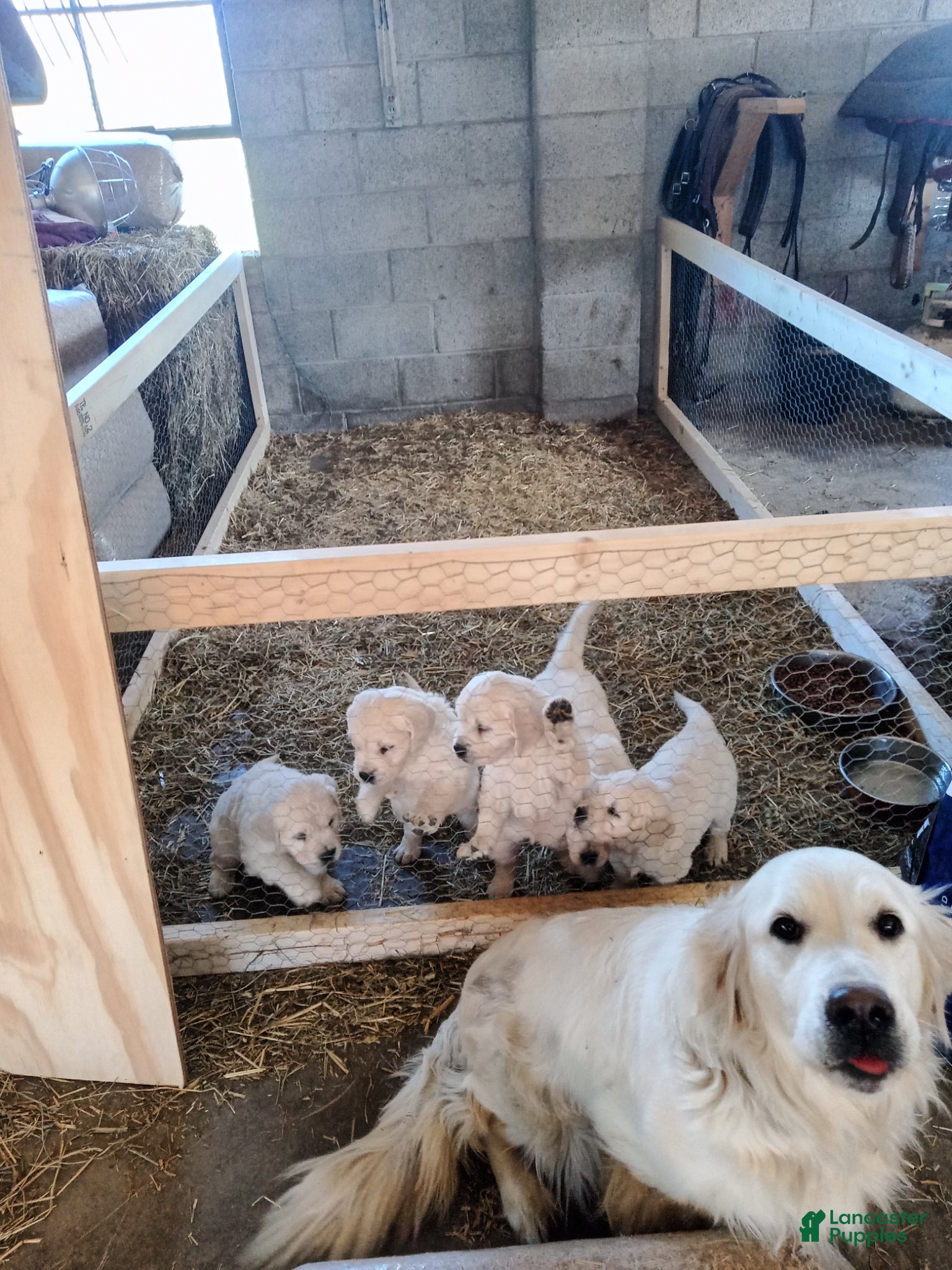 Golden Retriever dogs Golden Retriever Puppy 3 - Ad 2