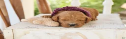 Goldendoodle dogs for sale: Button - Ad 1