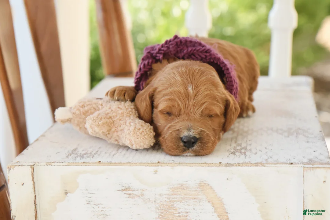 Goldendoodle dogs for sale: Button - Ad 1