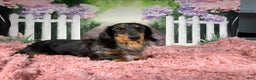 Miniature Dachshund dogs for sale: AKC-Becca - Ad 15