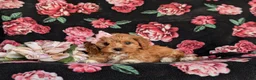 Cavapoo dogs for sale: Nina - Ad 7