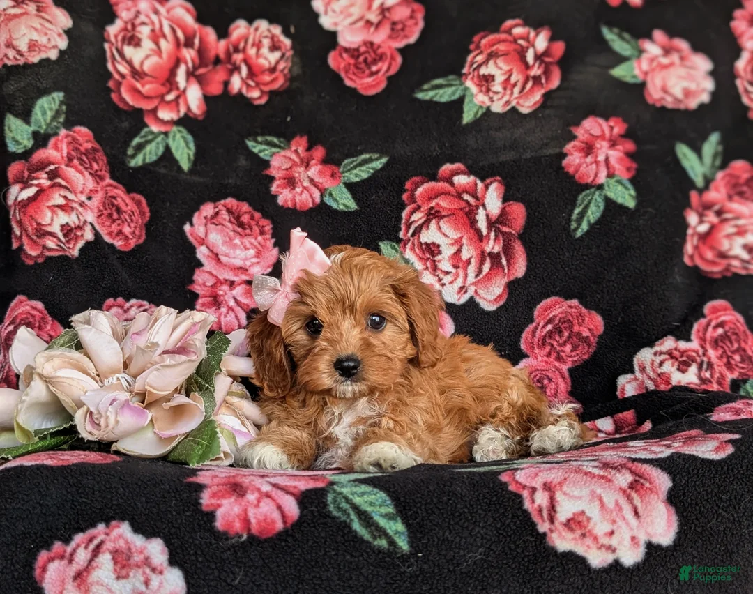 Cavapoo dogs for sale: Nina - Ad 7