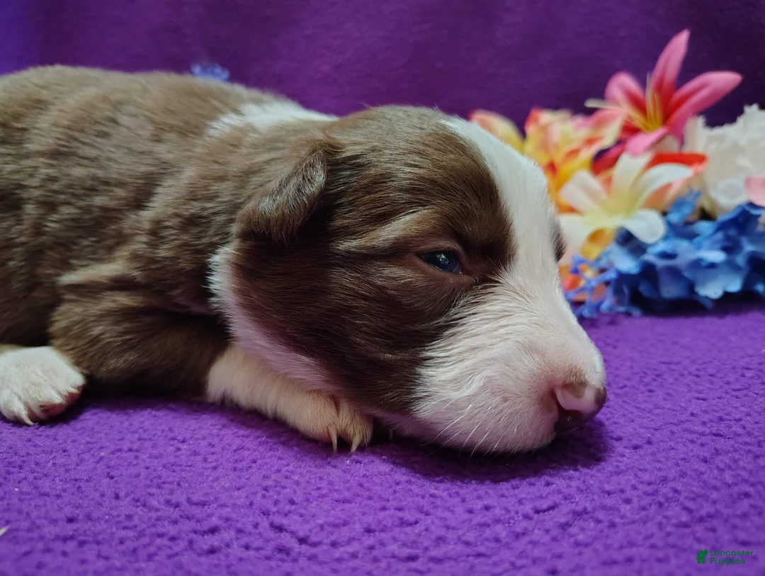 Border Collie dogs for sale: Chichi - Ad 5