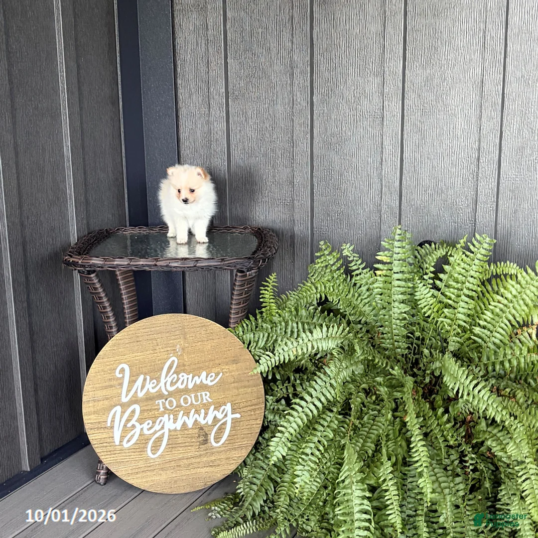 Pomeranian dogs for sale: Sadie - Ad 2