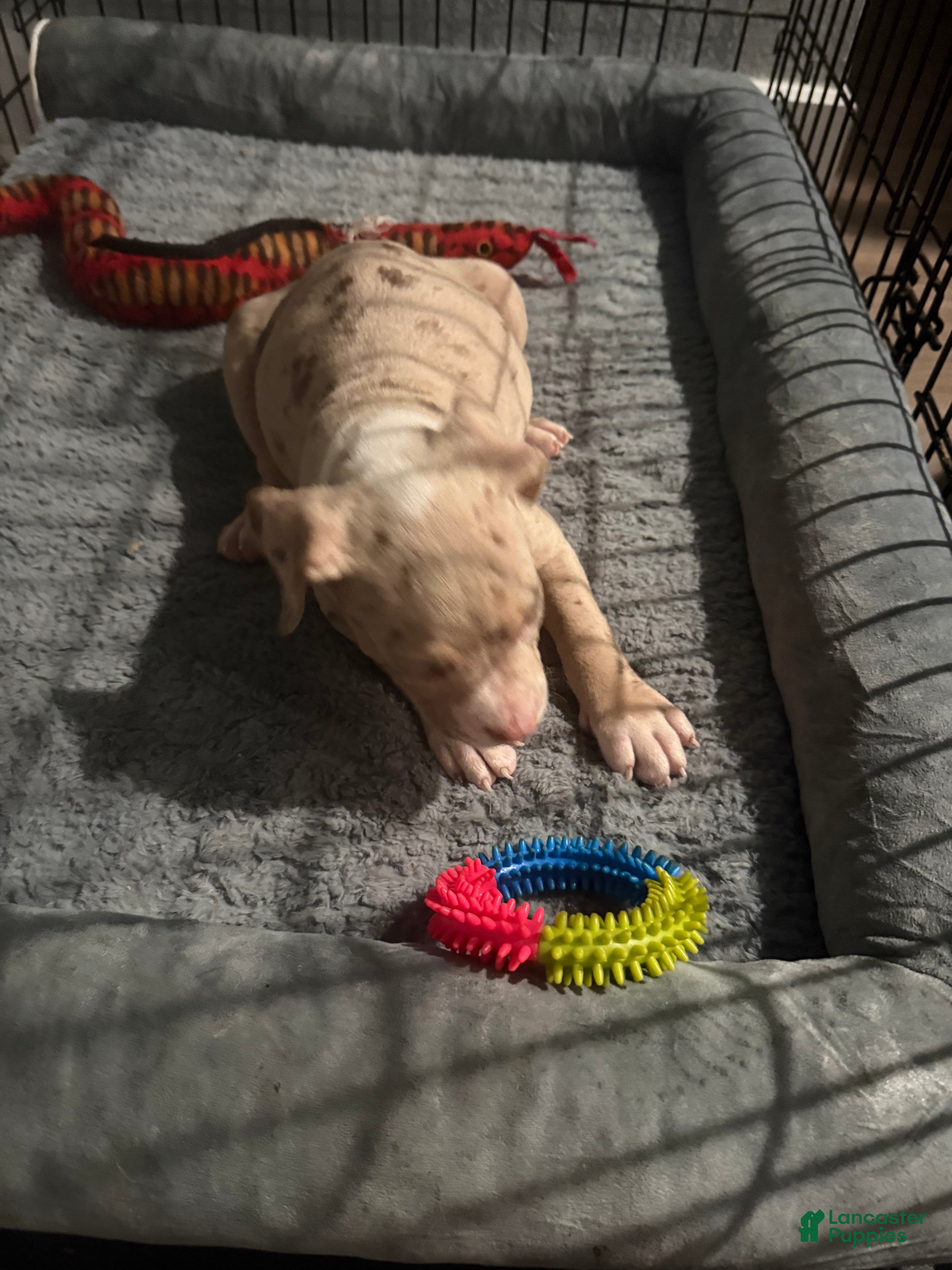 American Bully dogs American Bully Female 2 - Ad 2