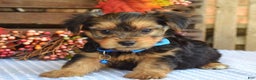 Yorkshire Terrier dogs for sale: Dasher - Ad 8