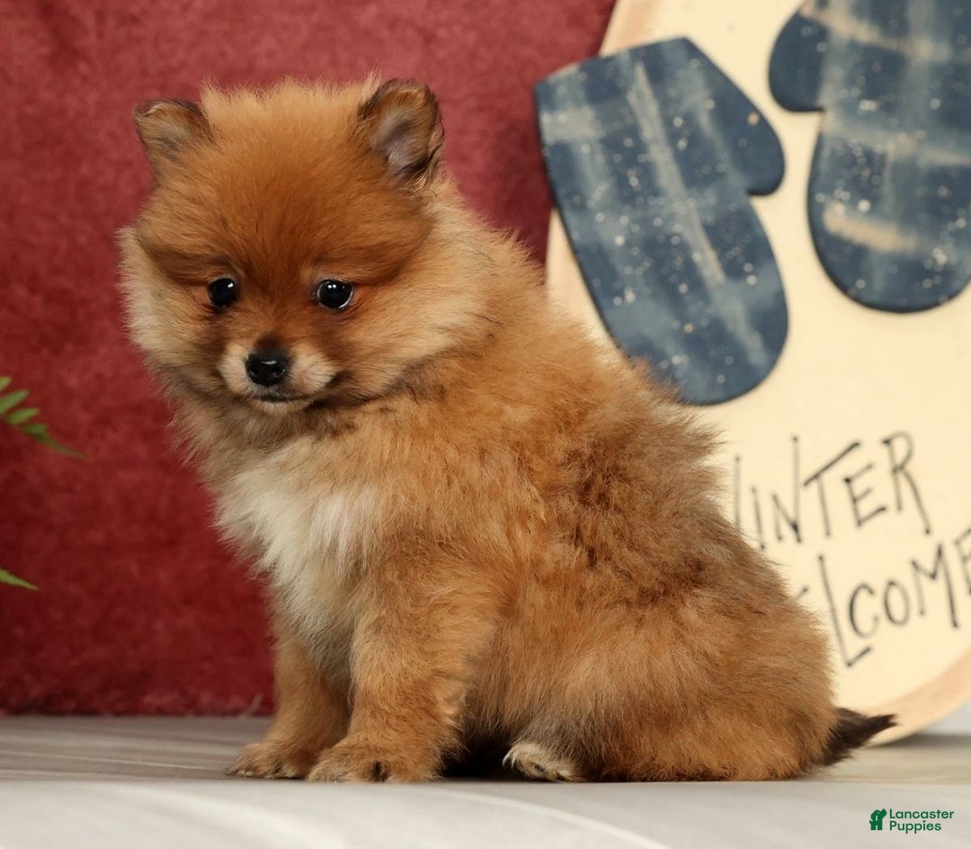 Pomeranian dogs for sale: Oscar - Ad 7