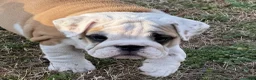 English Bulldog dogs for sale: Yvonne - Ad 3