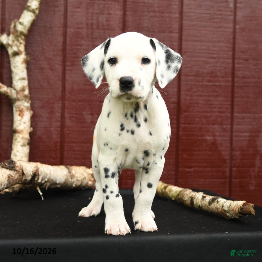 Dalmatian dogs Jupiter - Ad 2