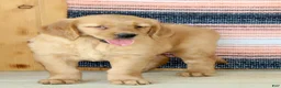 Golden Retriever dogs for sale: Gabbie - Ad 7