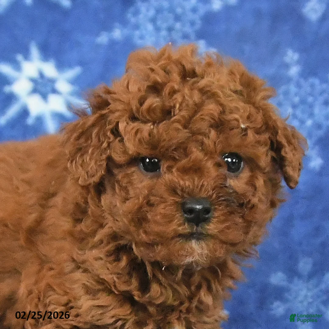 Miniature Poodle dogs for sale: Franklin - Ad 3