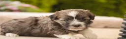 Havanese dogs for sale: Tara Havanese Puppy  - Ad 4