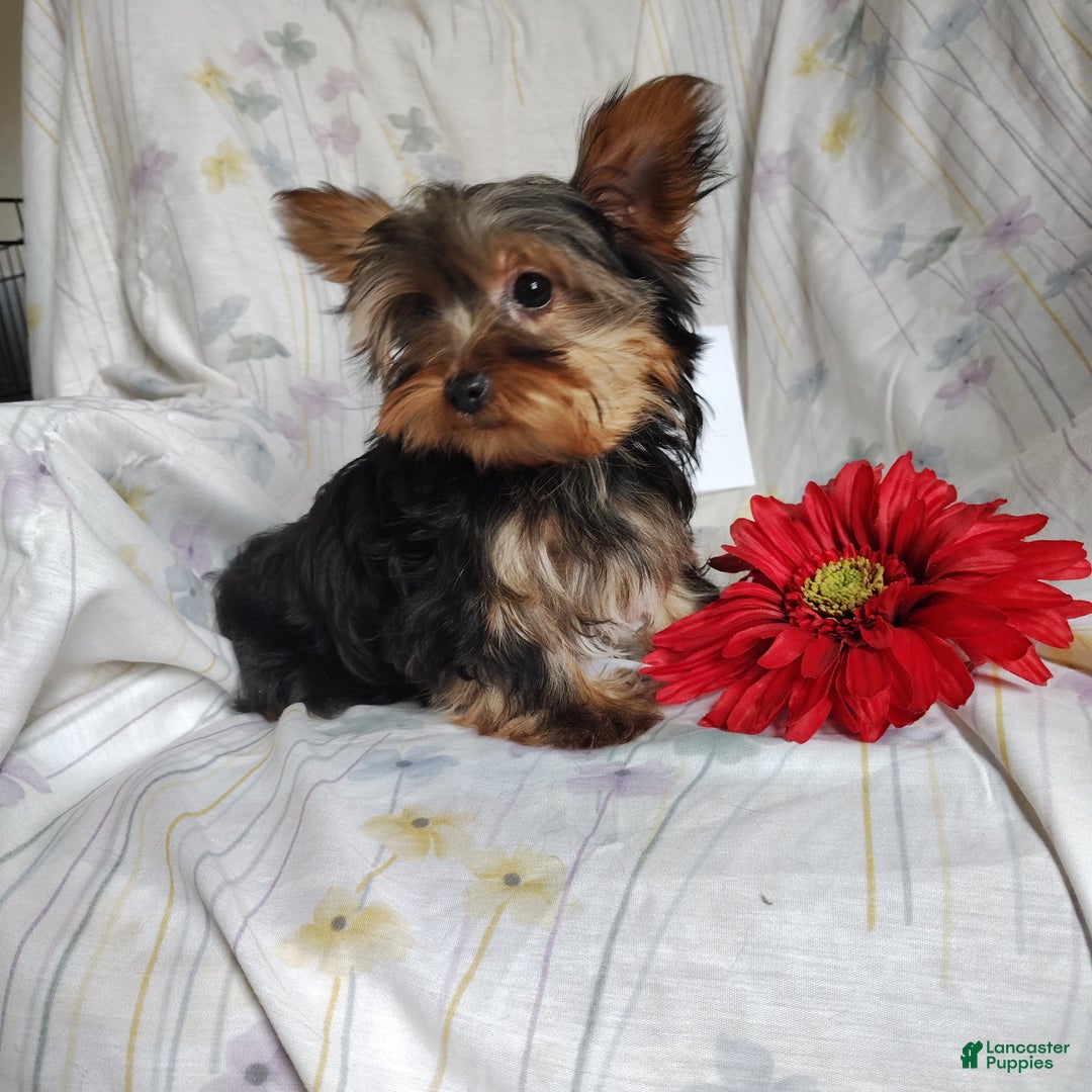 Yorkshire Terrier dogs for sale: Kisses - Ad 5