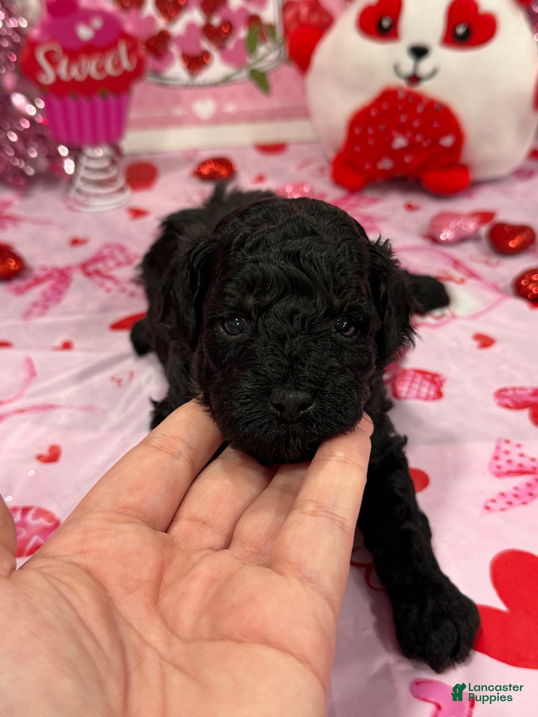 Yorkiepoo dogs for sale: Yorkiepoo Puppy (Kash) - Ad 1