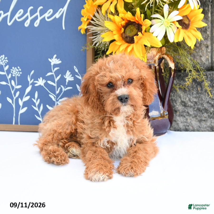 Cavapoo dogs Loki - Ad 2