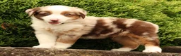 Miniature Australian Shepherd dogs for sale: Freddy - Ad 7