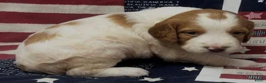 Brittany Spaniel Girl 4