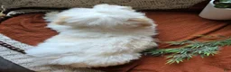 Mixed Breed dogs for sale: Cloud - Ad 5