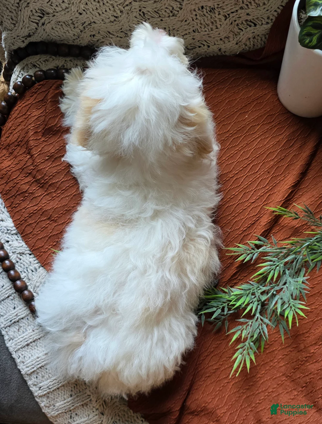 Mixed Breed dogs for sale: Cloud - Ad 5