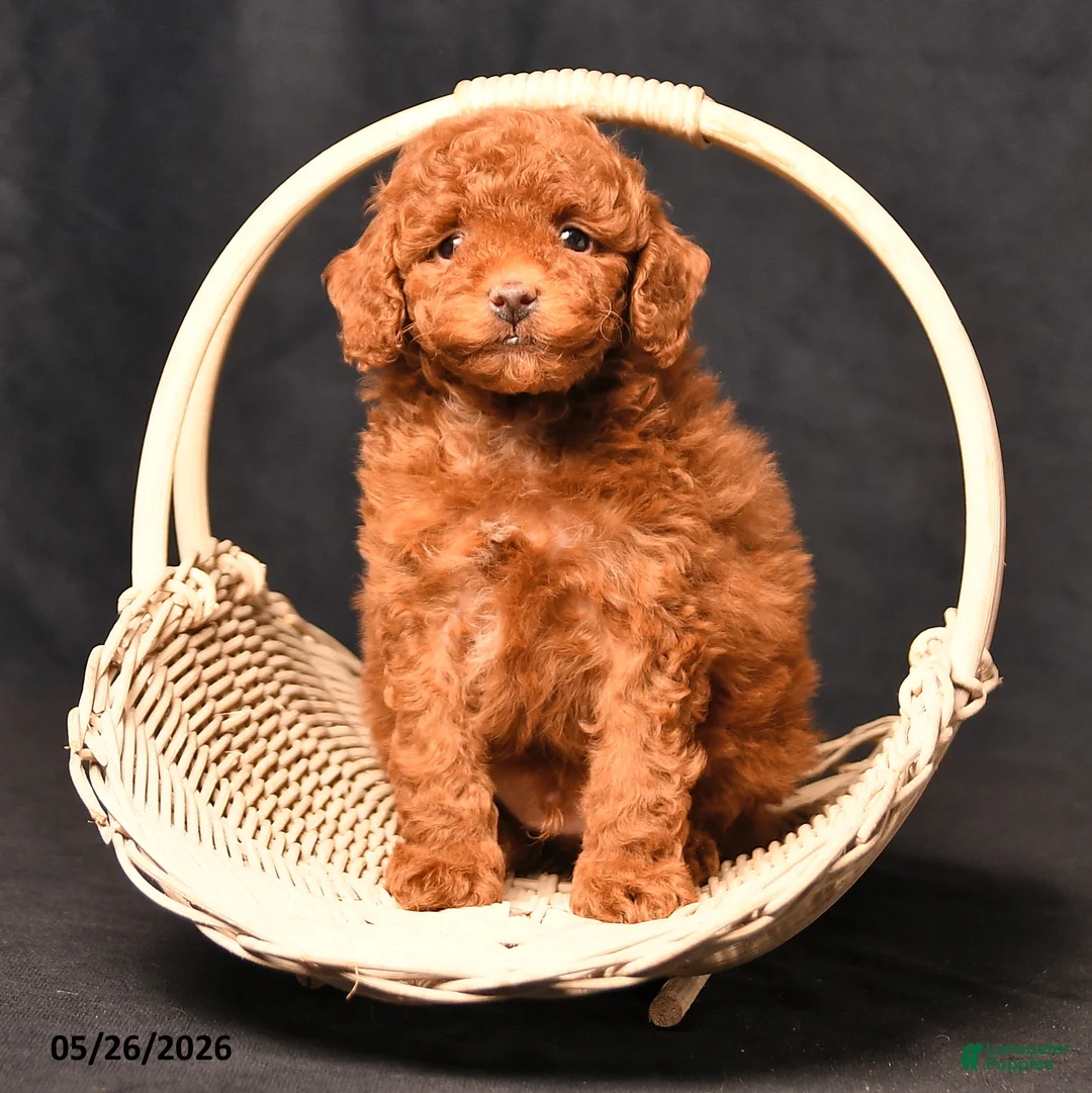 Toy Poodle dogs for sale: Bentley - Ad 2