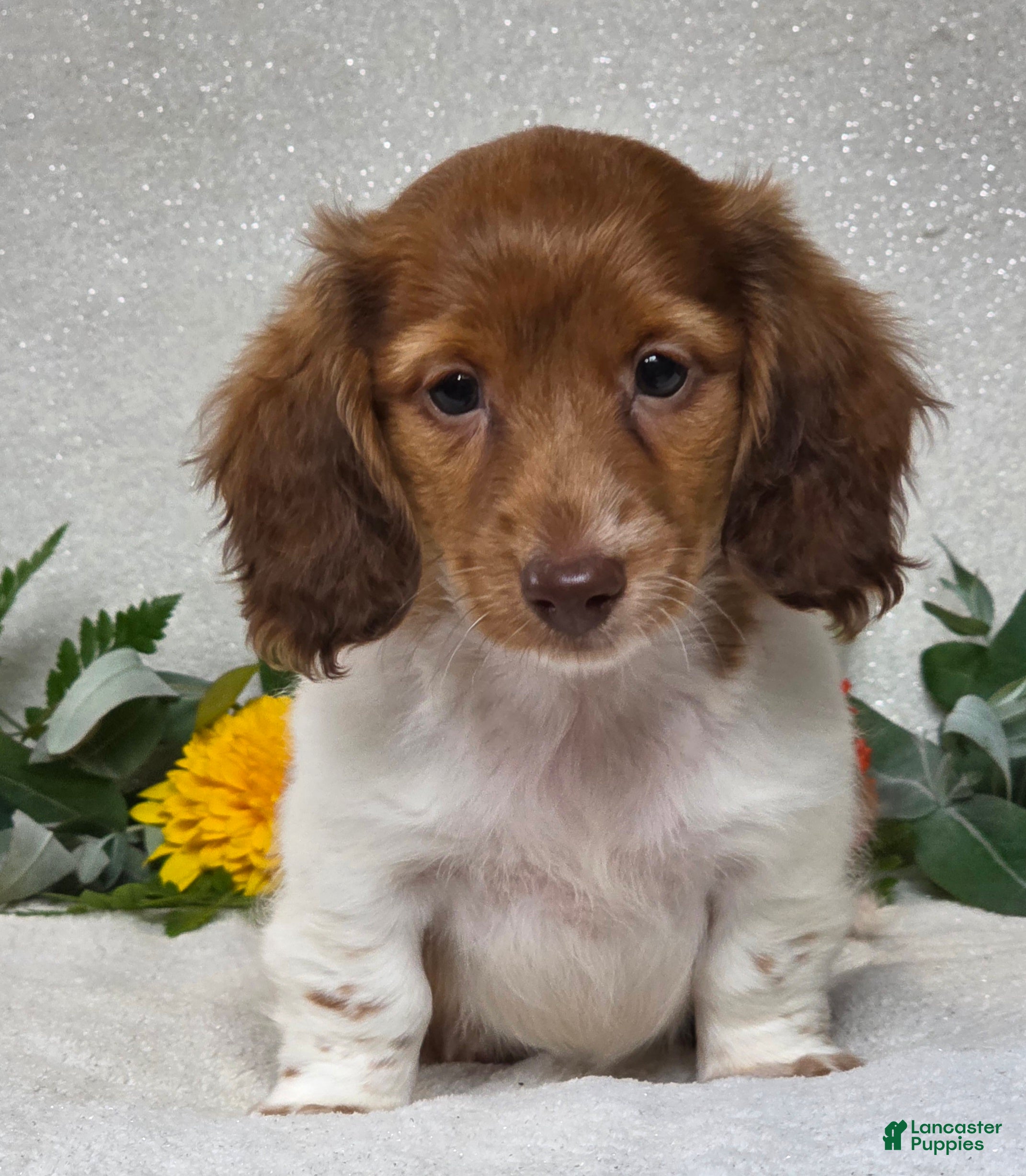 Miniature Dachshund dogs Jarvis - Ad 2