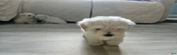 Morkie dogs for sale: Morkie 3 - Ad 5
