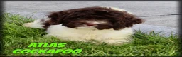 Cockapoo dogs for sale: Atlas - Ad 1