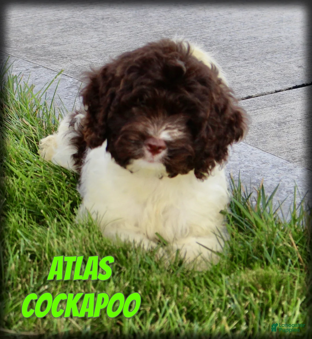 Cockapoo dogs for sale: Atlas - Ad 1
