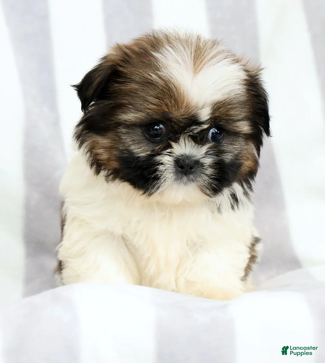 Shih Tzu dogs for sale: Skye - Ad 2