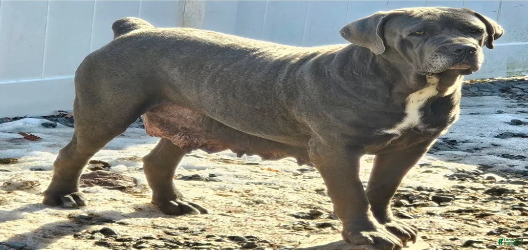 Gallery Image {{count}}