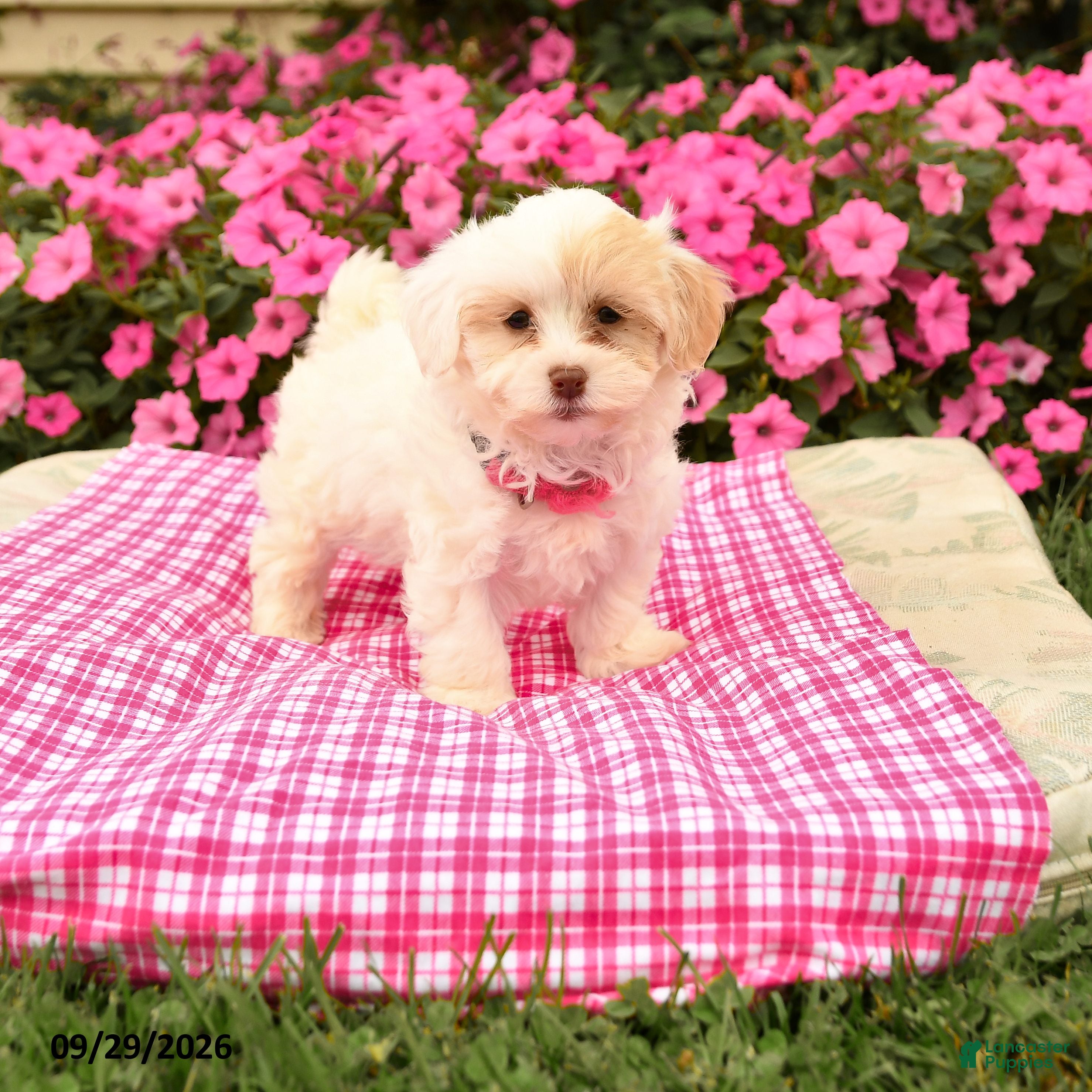 Maltipoo dogs Odessa - Ad 1