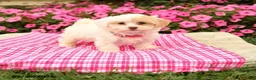 Maltipoo dogs for sale: Odessa - Ad 1