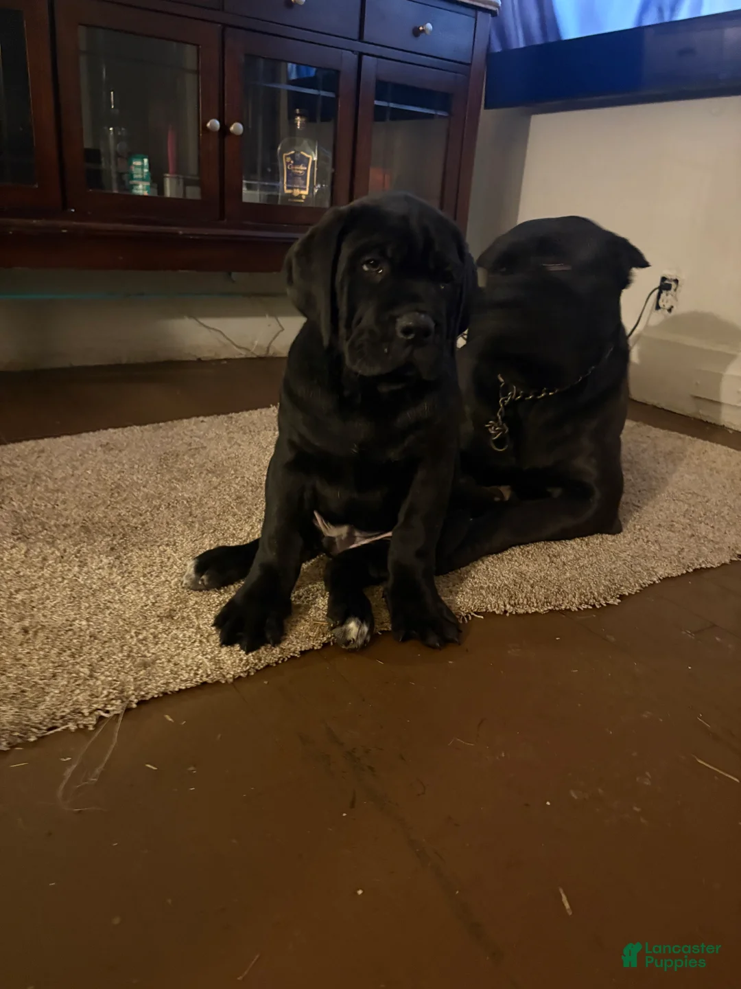 Cane Corso dogs for sale: Cane Corso Puppy 2 - Ad 2