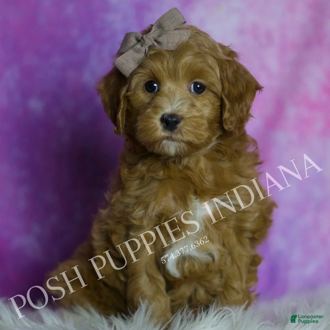 Maltipoo dogs for sale: Toodles - Ad 1