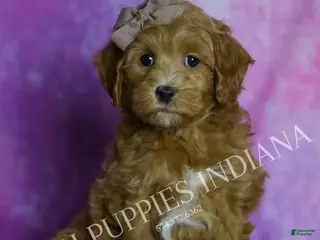 Maltipoo dogs Toodles - Ad 39