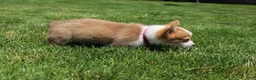 Welsh Corgi Pembroke dogs for sale: Winnie  - Ad 7