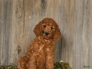 Goldendoodle dogs Espresso - Ad 29