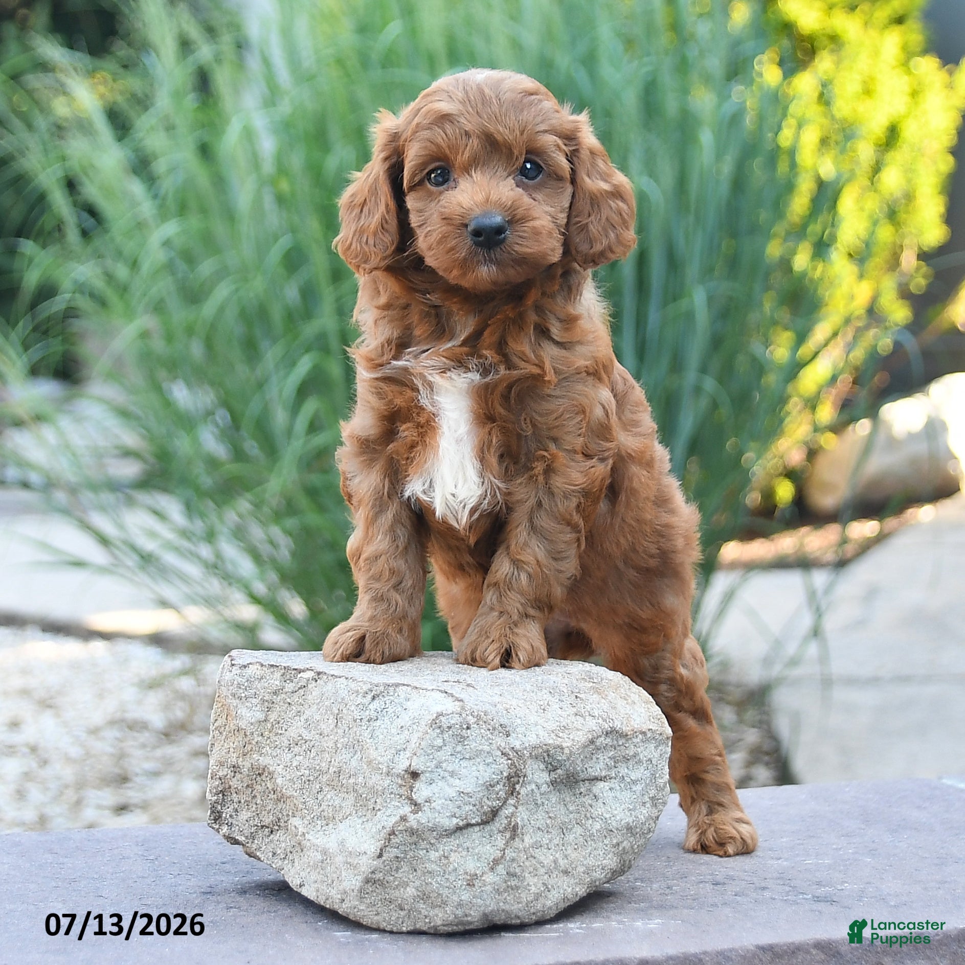 Cockapoo dogs Julie  - Ad 2